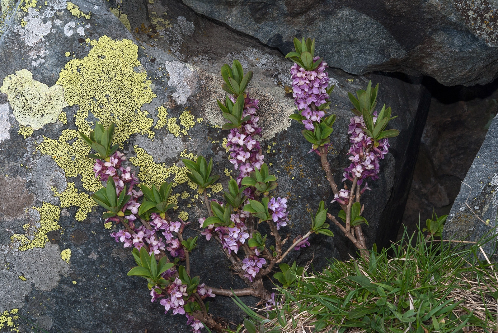 Photo Maurizio Broglio - Daphne mezereum